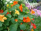 Nasturtiums and others